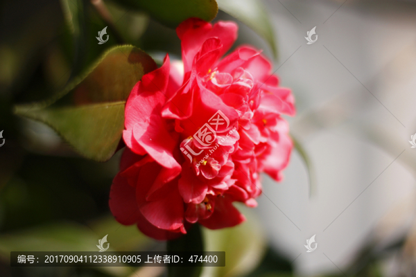 山茶花