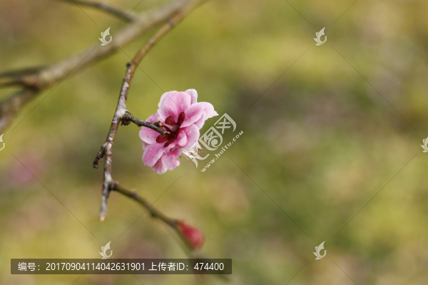 梅花