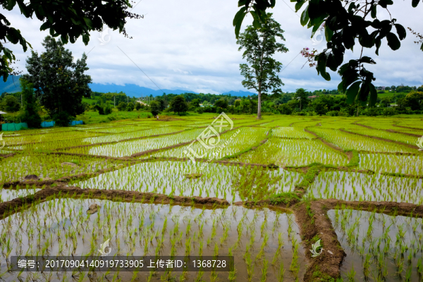 稻田