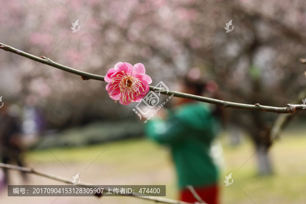 梅花