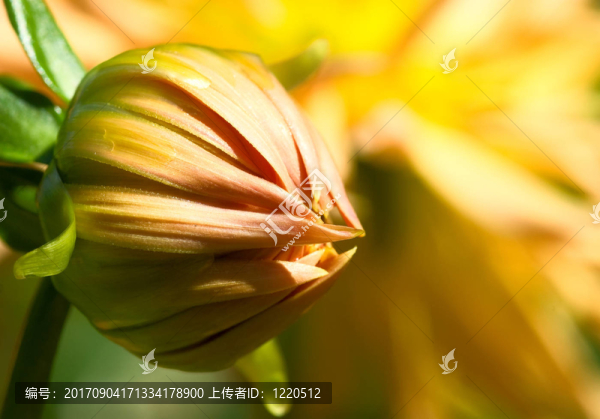 黃色至粉紅色大麗花花芽—