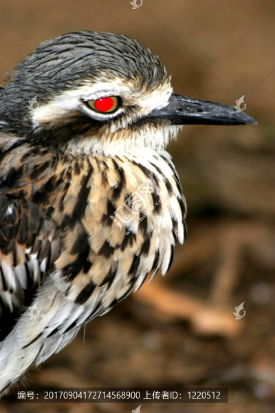 鳥眼