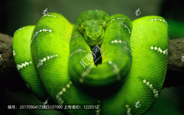 綠色的蛇