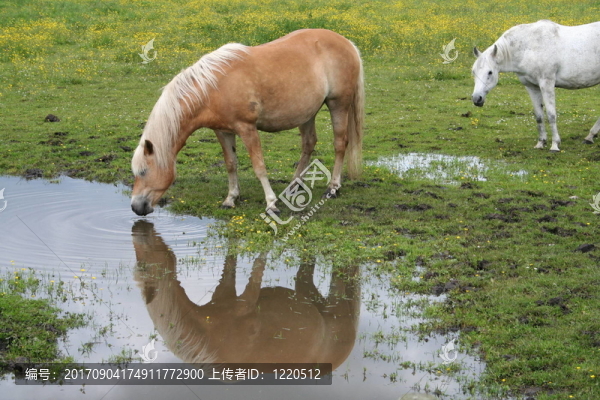 在mardalwiese,Haflinger