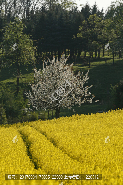 樹(shù)