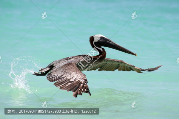 鵜鶘從海上出發(fā)