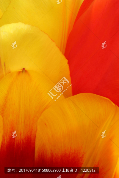 tulpia