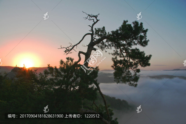 樹(shù)