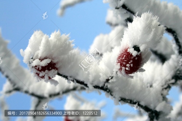 eisfrucht