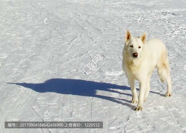 Nanuk在雪中