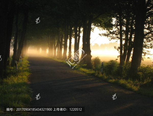 在霧中Allee