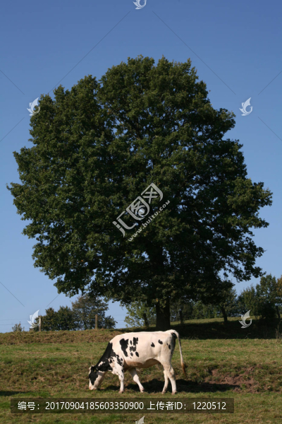 kuhweide