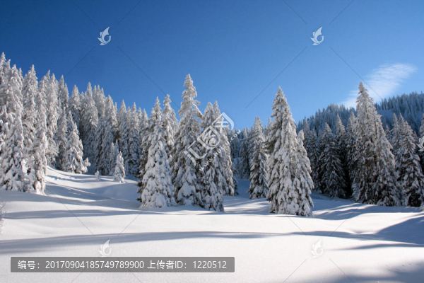 沒有雪的世界