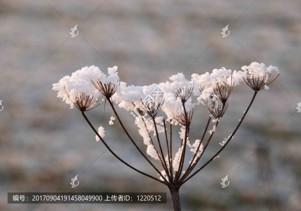 eisblüTE