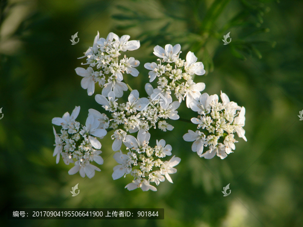 芫荽花