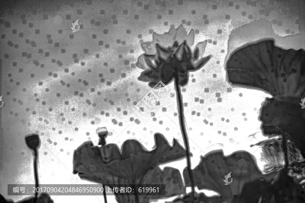 墨荷