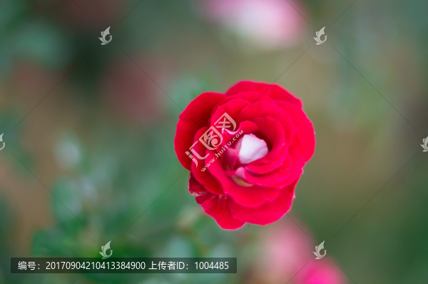 玖瑰花