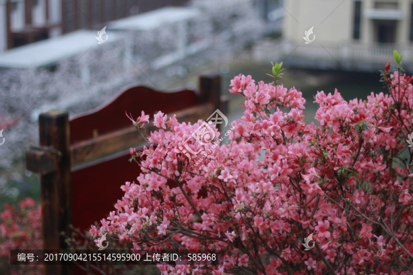 映山紅