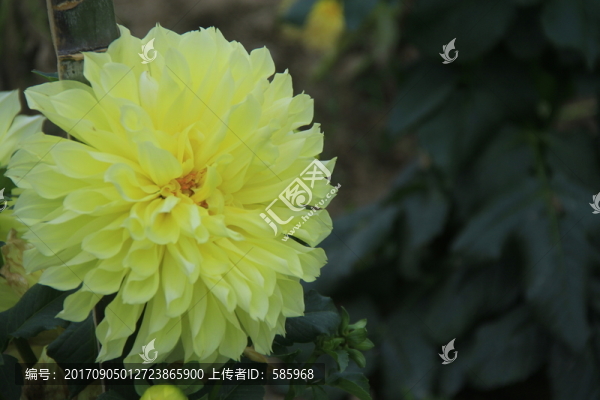 大麗花天竺牡丹