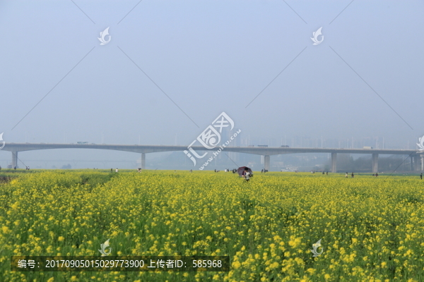 湘府路大橋油菜花