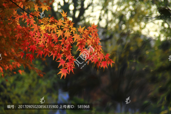 楓葉紅了