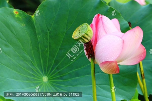 荷花