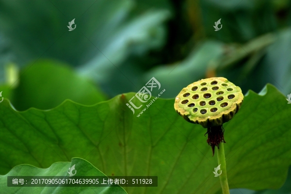 秋荷