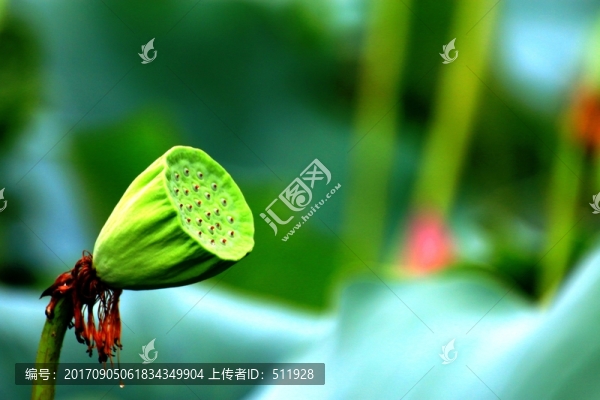 秋荷