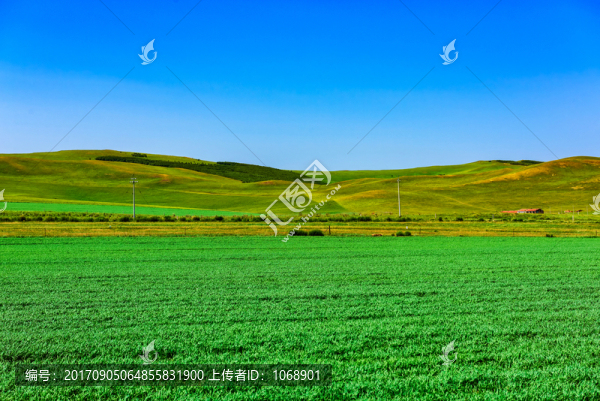 草原麥田