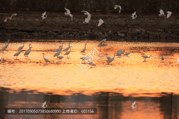 白鷺