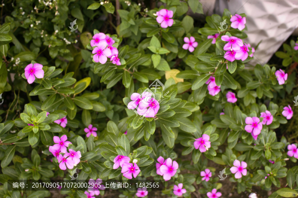 長春花