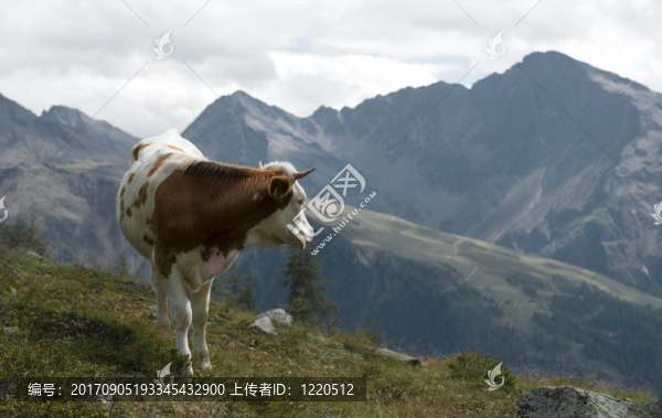牧場(chǎng)上的奶牛