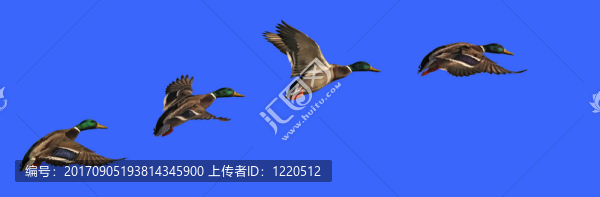 鴨flugstudie