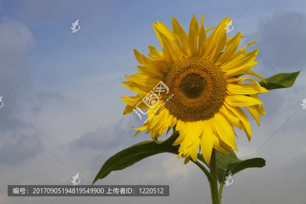 藍(lán)色的光芒