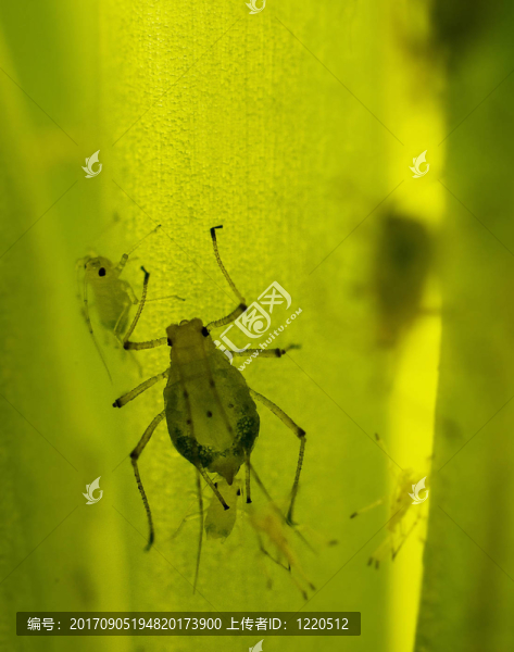 蚜蟲aloe,vera（3）