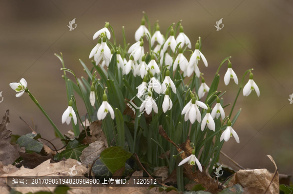 雪花蓮