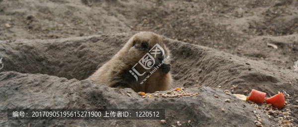 飼料