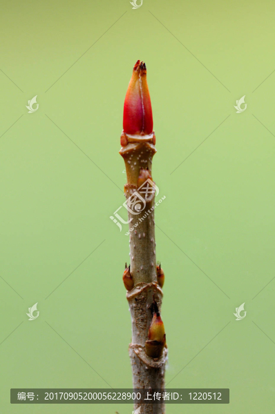 我的橡樹
