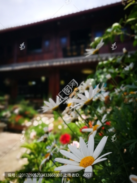 太陽(yáng)花