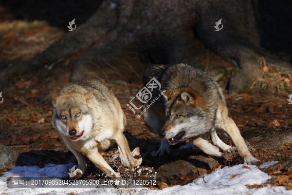 獵狼狼
