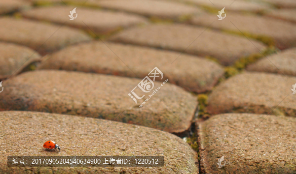 孤獨(dú)