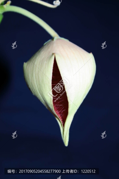 花卉