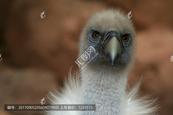 動物肖像