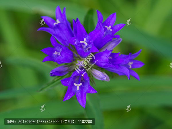 風鈴草