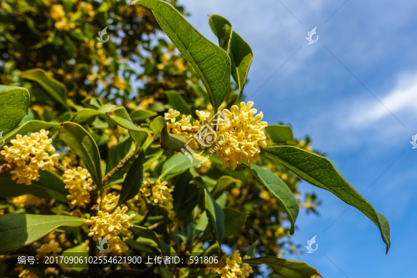 桂花盛開高清素材