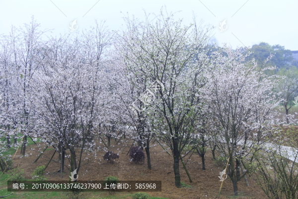 玉湖公園櫻花