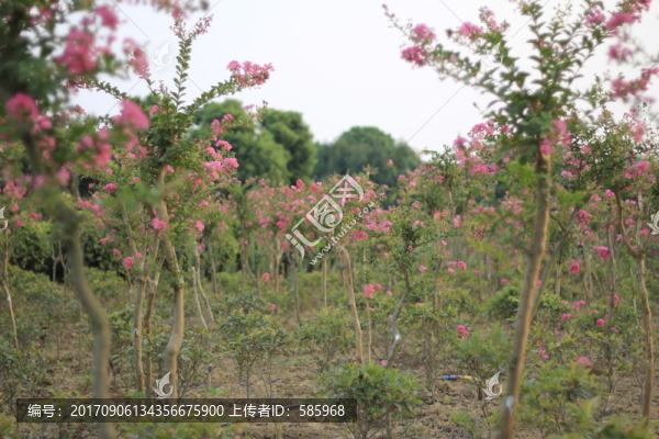紫薇花