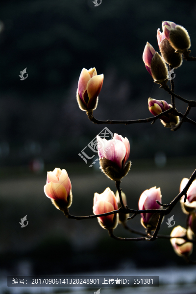 花骨