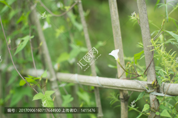 竹柵欄