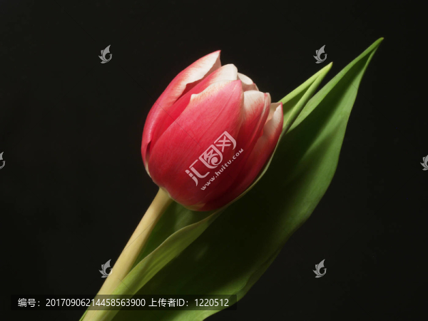 …郁金香（1）…